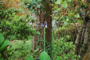 20150416ハナショウブ　花菖蒲 (9)